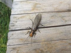 Hesperoperla hoguei by iNaturalist user: barbarab. Used under a CC BY 4.0 license.