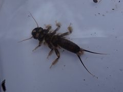 Hesperoperla pacifica by iNaturalist user: joergmlpts. Used under a CC BY 4.0 license.