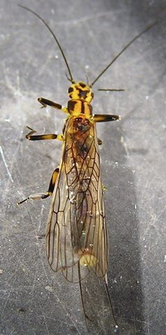 Perlinella drymo by R. E. DeWalt. Used under a CC BY-SA 3.0 license.