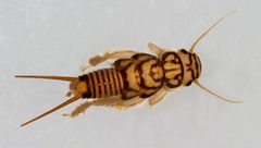 Agnetina capitata by M. Jeffords. Used under a CC BY-SA 3.0 license.
