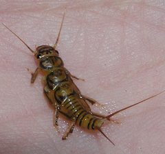 Agnetina flavescens nymph by R. E. DeWalt. Used under a CC BY-SA 3.0 license.