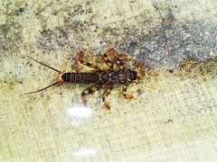 Golden Stonefly Nymph by Mike Cline. Used under a CC BY-SA 4.0 license.