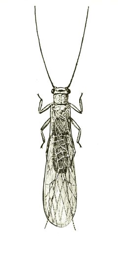 Neoperla clymene by Steyskal, George C; Murphy, William L., Jr; Hoover, Edna M for USDA. Used under a Public domain license.