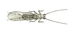 Neoperla clymene hor by Steyskal, George C; Murphy, William L., Jr; Hoover, Edna M for USDA. Used under a Public domain license.