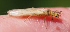 Isoperla bilineata by Gordon Johnston. Used under a CC BY-SA 4.0 license.
