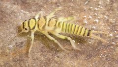 Helopicus subvarians nymph by M. Pessino. Used under a CC BY-SA 3.0 license.
