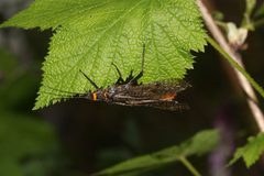 Pteronarcys californica 2545 by Walter Siegmund (talk). Used under a CC BY-SA 3.0 license.