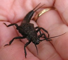 Pteronarcys pictetii nymph by R. E. DeWalt. Used under a CC BY-SA 3.0 license.
