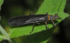 Pteronarcys princeps by B. Stark. Used under a CC BY-SA 3.0 license.