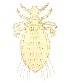 Solenopotes capillatus by Unknown authorUnknown author. Used under a Public domain license.