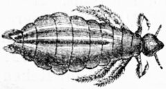 Pediculus humanus capitis by wikipedia. Used under a Public domain license.