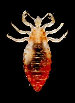 Pediculus humanus capitis CDC9217 by CDC/ Dr. Dennis D. Juranek. Used under a Public domain license.