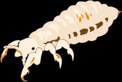201611 pediculus humanus humanus by DataBase Center for Life Science (DBCLS). Used under a CC BY 4.0 license.