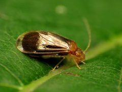 Hairy-winged Barklouse - Flickr - treegrow by Katja Schulz from Washington, D. C., USA. Used under a CC BY 2.0 license.