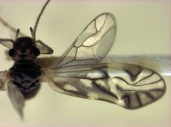 Maoripsocus semifuscatus by S.E. Thorpe. Used under a Public domain license.