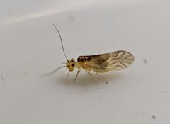 Valenzuela flavidus 165630839 by Victor Heng. Used under a CC0 license.