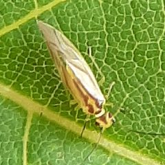 Valenzuela flavidus 95781998 by Will Linnard. Used under a CC BY 4.0 license.