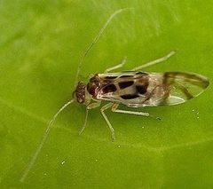 Graphopsocus cruciatus 01 by wikipedia. Used under a CC BY-SA 3.0 license.