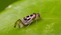 Graphopsocus cruciatus 02 by wikipedia. Used under a CC BY-SA 3.0 license.