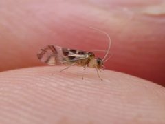 Graphopsocus cruciatus Cawdor 02 by Syrio. Used under a CC BY-SA 4.0 license.