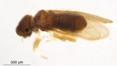 Archipsocus nomas by Centre for Biodiversity Genomics. Used under a CC BY 3.0 license.