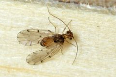 Ectopsocus briggsi by Christophe Quintin. Used under a CC BY-SA 3.0 license.