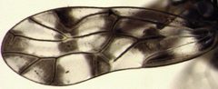Propsocus pulchripennis by S.E. Thorpe. Used under a Public domain license.