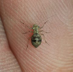Mesopsocus immunis by Sandy Rae. Used under a CC BY-SA 4.0 license.