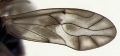 Peripsocus milleri by S.E. Thorpe. Used under a Public domain license.