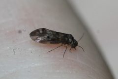 Peripsocus subfasciatu by -serwacy01-. Used under a CC BY-SA 4.0 license.