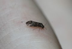 Peripsocus subfasciatus by Kacper Aleksander. Used under a CC BY-SA 4.0 license.