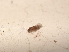 Peripsocus subfasciatus 01 by Sanja565658. Used under a CC BY-SA 3.0 license.