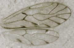 Trichopsocus clarus by S.E. Thorpe. Used under a Public domain license.