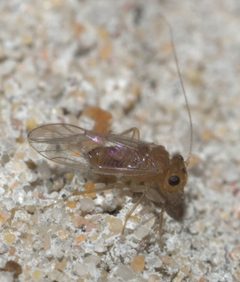 Hemipsocus chloroticus - inat 57781961 by {{{name}}}. Used under a CC BY-SA 4.0 license.