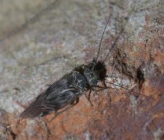 Amphigerontia montivaga - inat 56787281 by {{{name}}}. Used under a CC BY-SA 4.0 license.