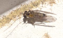 Blastopsocus variabilis - inat 81862187 by {{{name}}}. Used under a CC BY-SA 4.0 license.