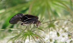 Cerastipsocus venosus by Jacy Lucier. Used under a CC BY-SA 4.0 license.
