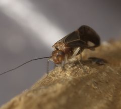 Cerastipsocus venosus P1010378a by 
xpda. Used under a CC BY-SA 4.0 license.