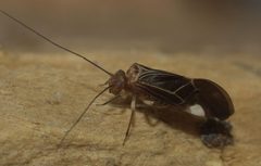 Cerastipsocus venosus P1010380a by 
xpda. Used under a CC BY-SA 4.0 license.