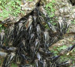 Cerastipsocus venosus swarm by Jacy Lucier. Used under a CC BY-SA 4.0 license.