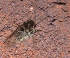 Metylophorus purus P1330211a by 
xpda. Used under a CC BY-SA 4.0 license.