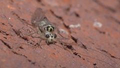 Metylophorus purus P1330213a by 
xpda. Used under a CC BY-SA 4.0 license.