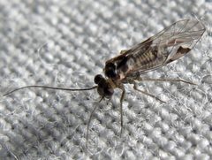 Indiopsocus bisignatus by Jacy Lucier. Used under a CC BY-SA 4.0 license.