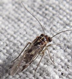Indiopsocus bisignatus 1 by Jacy Lucier. Used under a CC BY-SA 4.0 license.