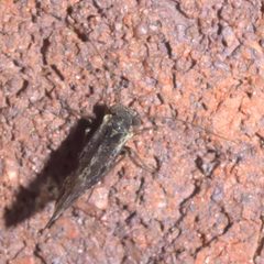 Loensia moesta P1320190c by 
xpda. Used under a CC BY-SA 4.0 license.