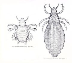 Louse species by Lloyd, Llewellyn. Used under a Public domain license.