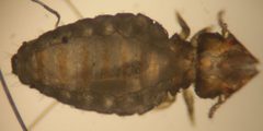 Felicola subrostris by Uwe Gille. Used under a CC BY-SA 3.0 license.