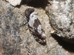 Lithoseopsis hellmani by Juan Cruzado Cortés. Used under a CC BY-SA 4.0 license.