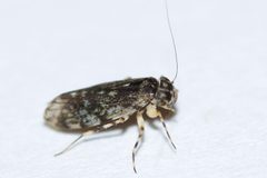 Stimulopalpus japonicus by Owen Strickland. Used under a CC BY 4.0 license.