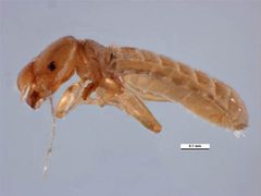 Liposcelis bostrychophila by Walker, K.. Used under a CC BY 3.0 au license.